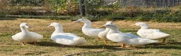 Ducks poultry for sale: Alyesbury and Pekin ducks  - Advert 2