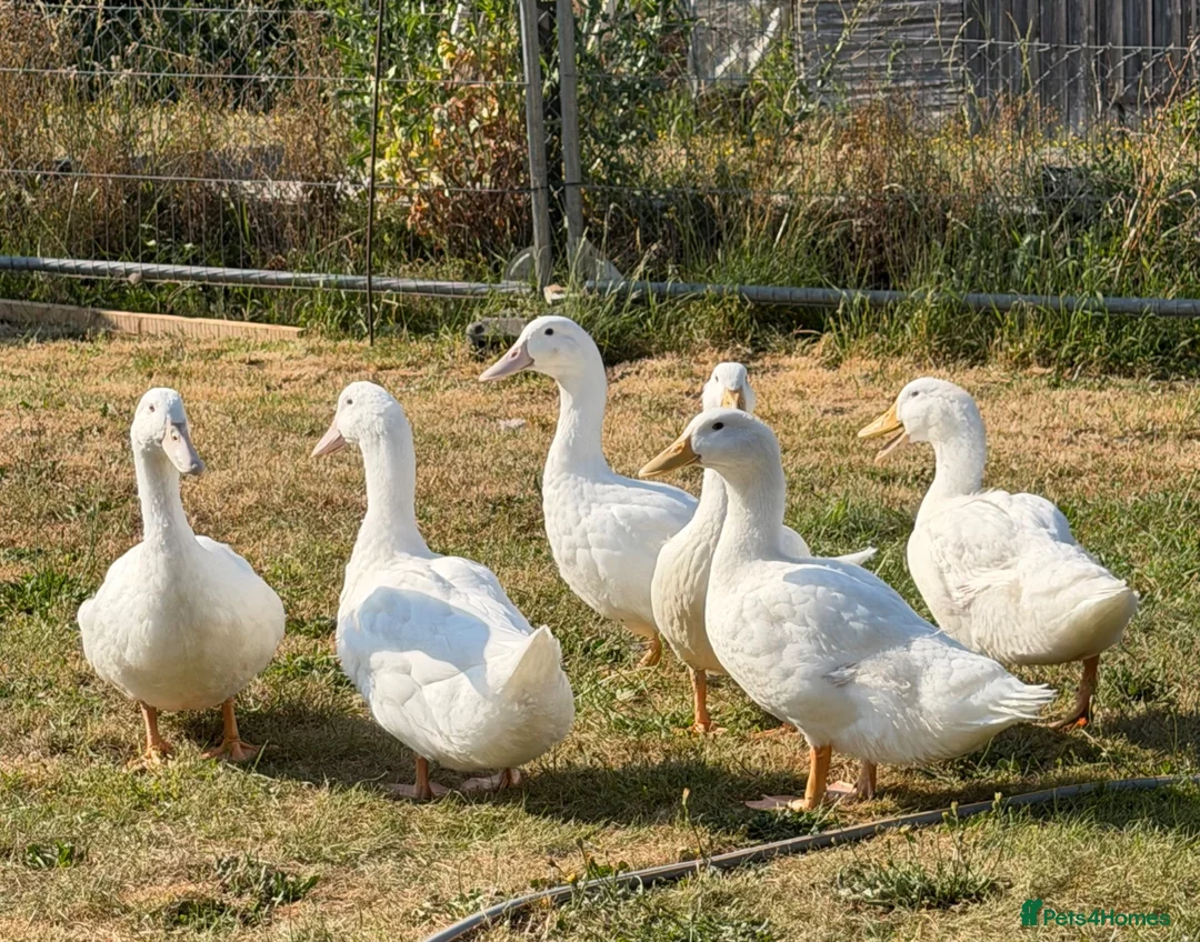 Ducks poultry for sale: Alyesbury and Pekin ducks  - Advert 2