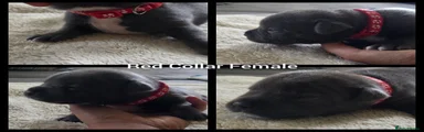 Red Collar Female