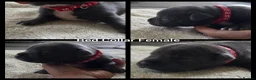 Staffordshire Bull Terrier dogs for sale: KC Blue Staffordshire Bull Terrier Puppies - Advert 14