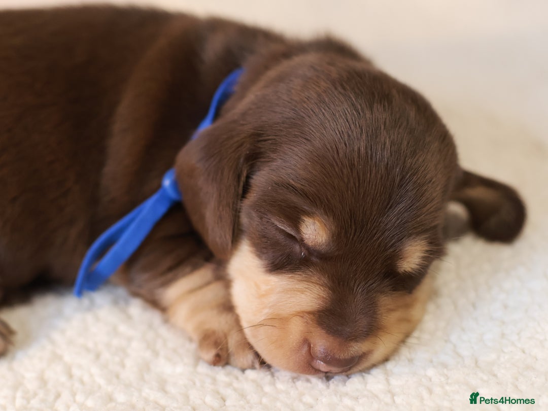 Miniature Dachshund dogs for sale: 5*Licensed+KC+PRAclear+VETchecked+Chocolate&Cream - Advert 27