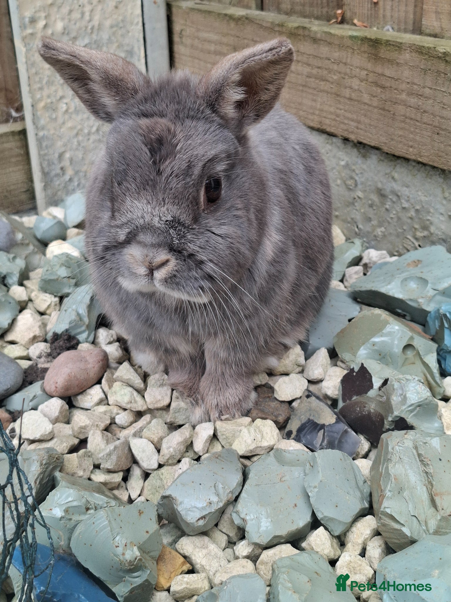 Netherland Dwarf rabbits for sale: Klompje (M) & Sapheiri (F) bonded couple. 7-8yrs in Bury Saint Edmunds - Advert 13