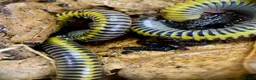 Millipedes invertebrates for sale: Salpidobolus sp. ‘Gorontalo’, Millipede Nymphs - Advert 5
