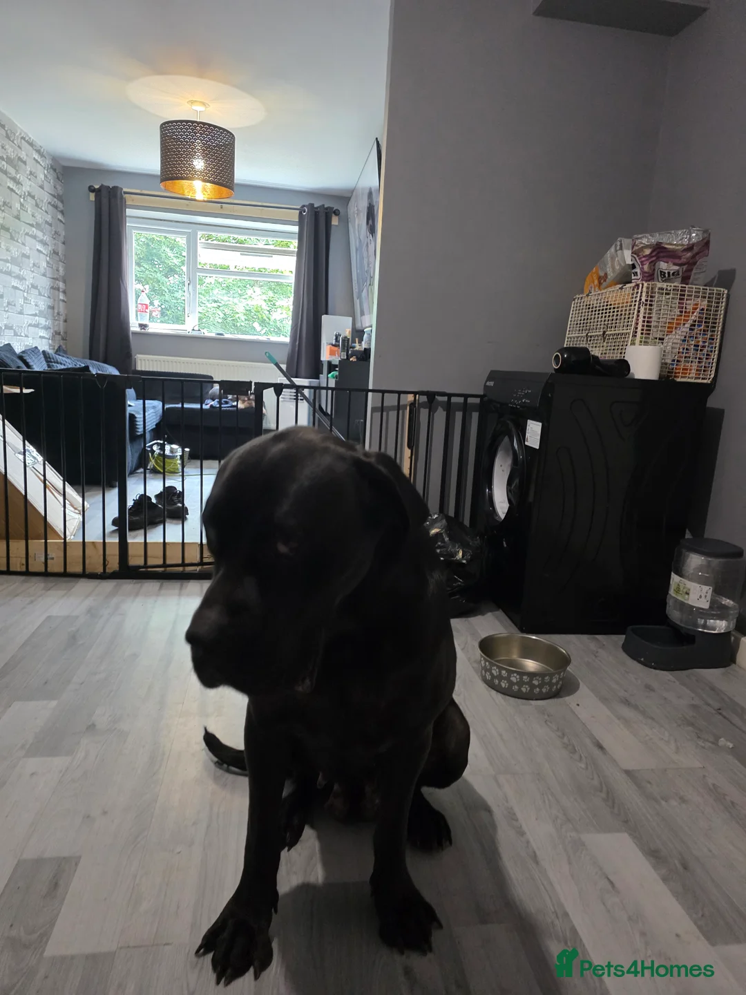 Cane Corso dogs for sale: Female cane corso tahlia - Advert 3