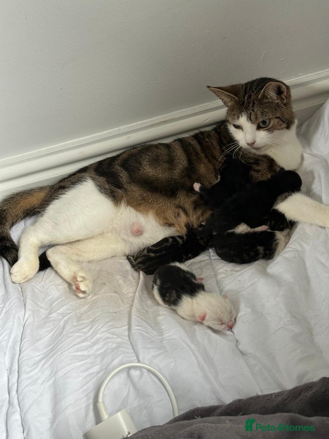 British Shorthair cats for sale: mixed tabby, black and white kittens  - Image 11