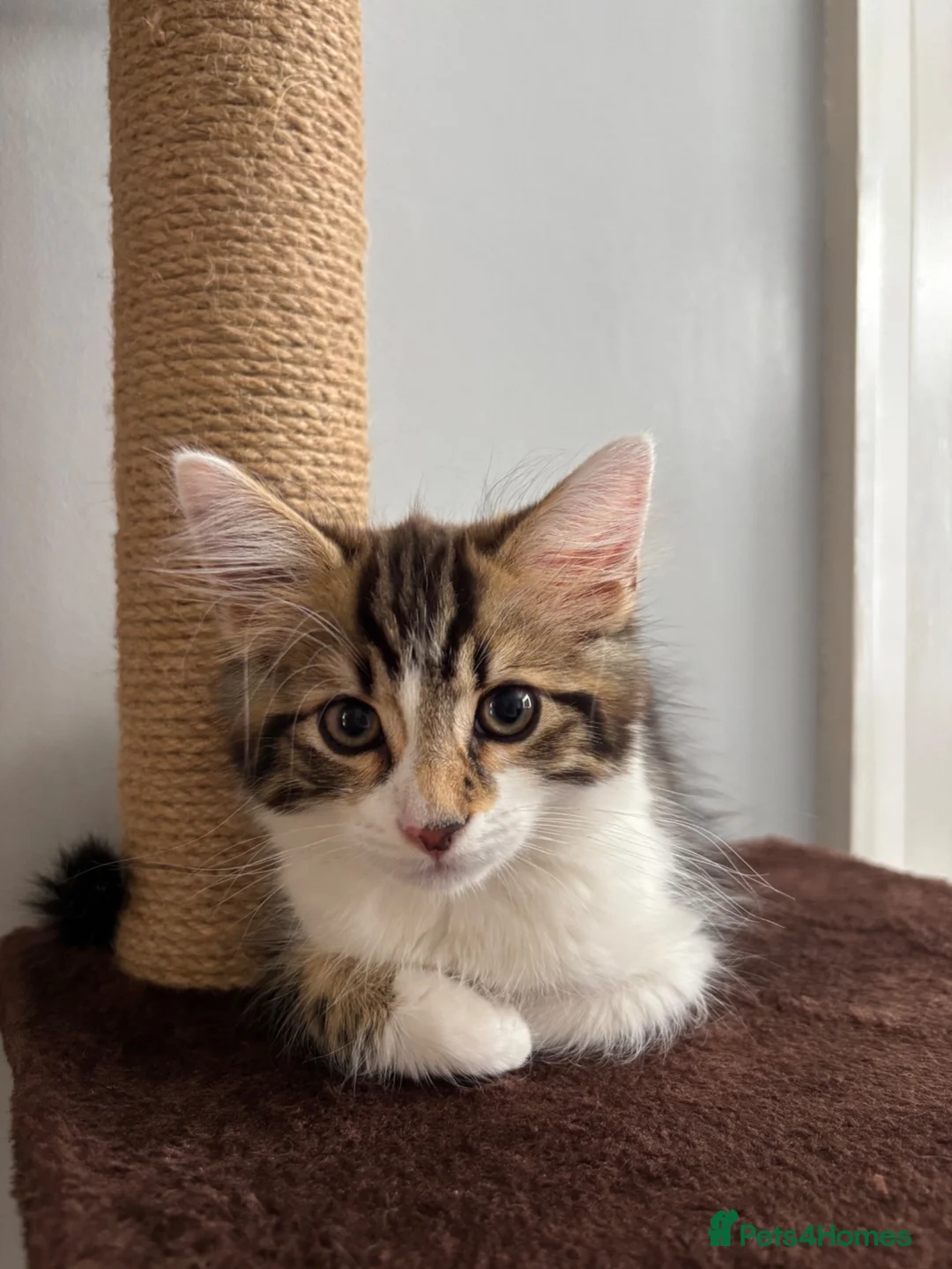 Mixed Breed cats for sale: Beautiful 12 Week Kitten 🤎 - Advert 2
