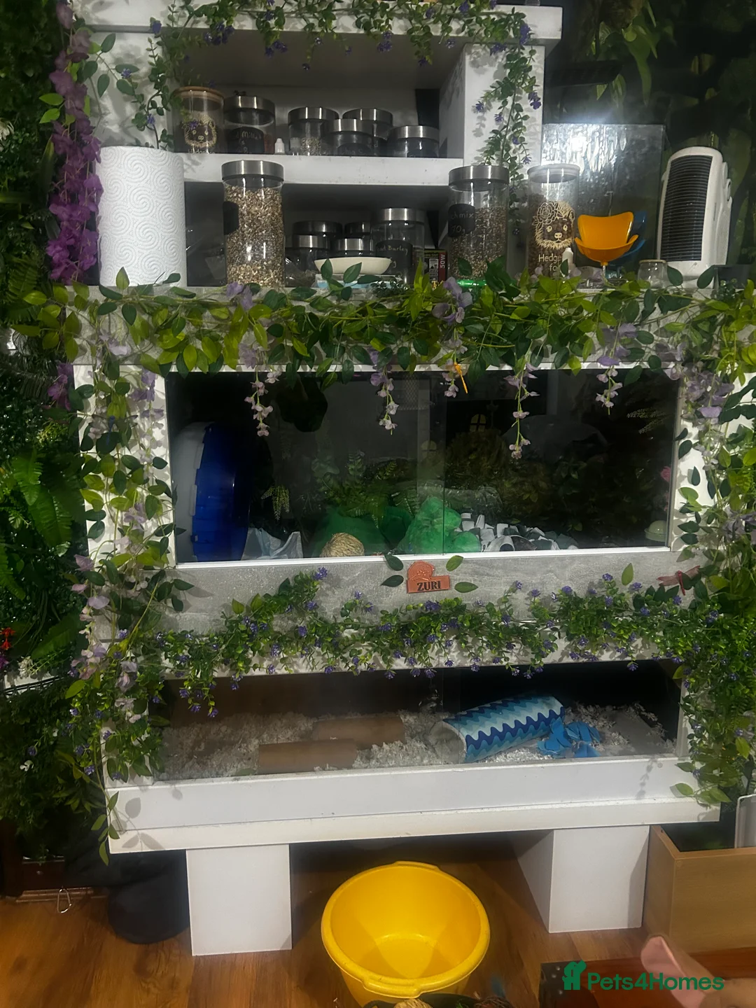 Pygmy Hedgehog rodents for sale: African Pygmy Hedgehog, vivarium with accessories  - Advert 3