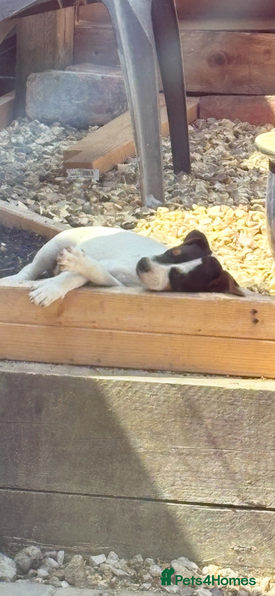Jack Russell dogs Jack Russell pups - Advert 10