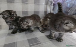 Scottish Fold cats for sale: Scottish-fold/straight ears kittens grey colour - Image 4