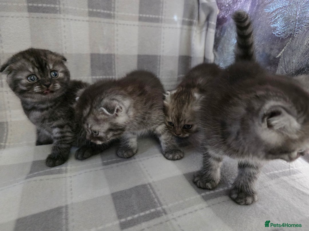 Scottish Fold cats for sale: Scottish-fold/straight ears kittens grey colour - Image 4