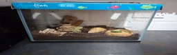 Snails invertebrates for sale: Giant African land snail and tank  - Advert 1