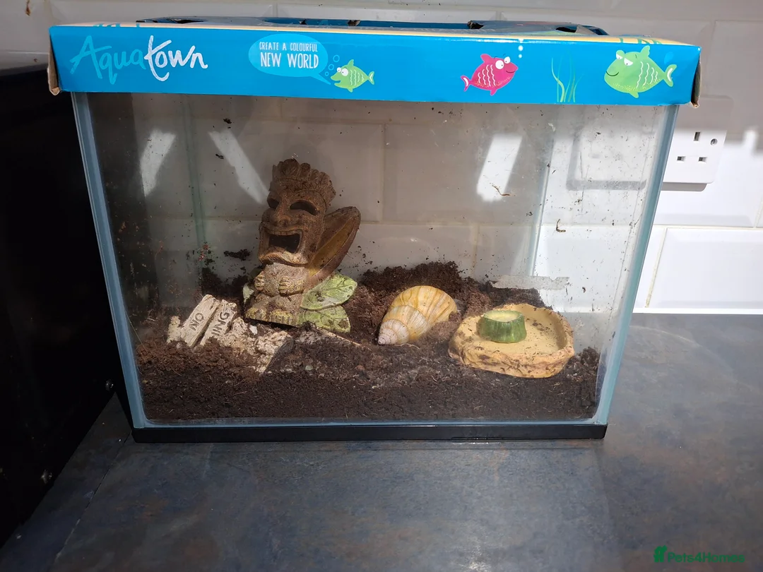 Snails invertebrates for sale: Giant African land snail and tank  - Advert 1