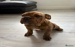 English Bulldog dogs for sale: BRITISH BULL DOG - Image 18