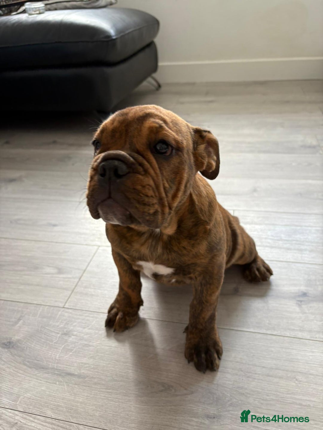 English Bulldog dogs for sale: BRITISH BULL DOG - Image 18
