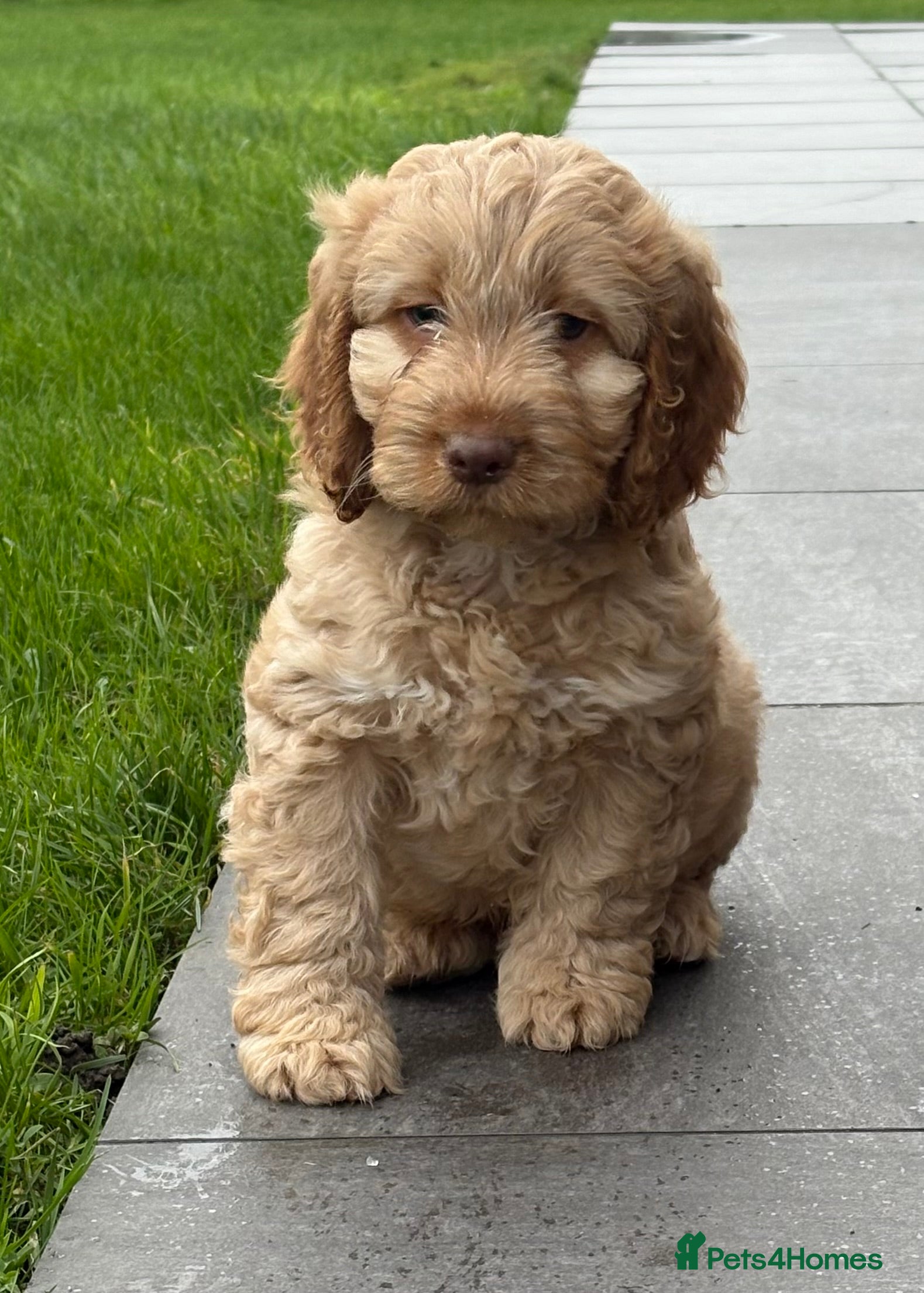 Cockapoo dogs F1B Cockapoo Puppies - Advert 1