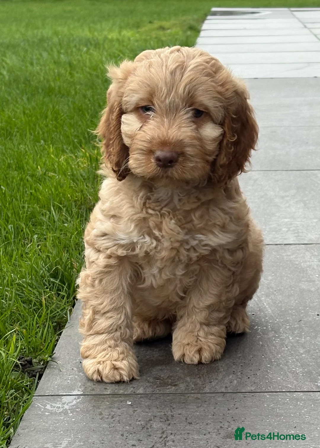 Cockapoo dogs for sale: F1B Cockapoo Puppies - Advert 1