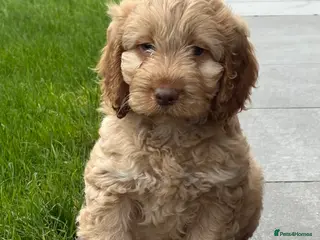 Cockapoo dogs F1B Cockapoo Puppies - Advert 1