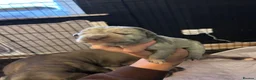 Cane Corso dogs for sale: Cane Corso puppies - Advert 20