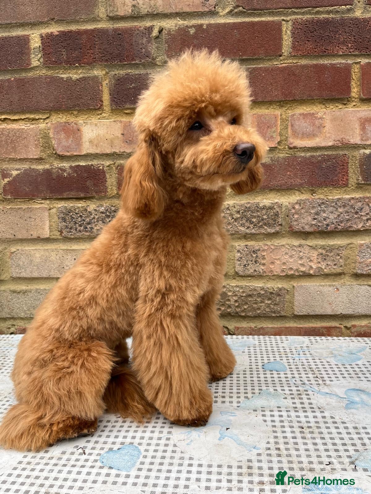 Toy Poodle dogs Beautiful toy/asian poodle puppies available - Advert 1