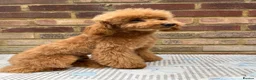 Toy Poodle dogs for sale: Beautiful toy/asian poodle puppies available in London - Advert 3