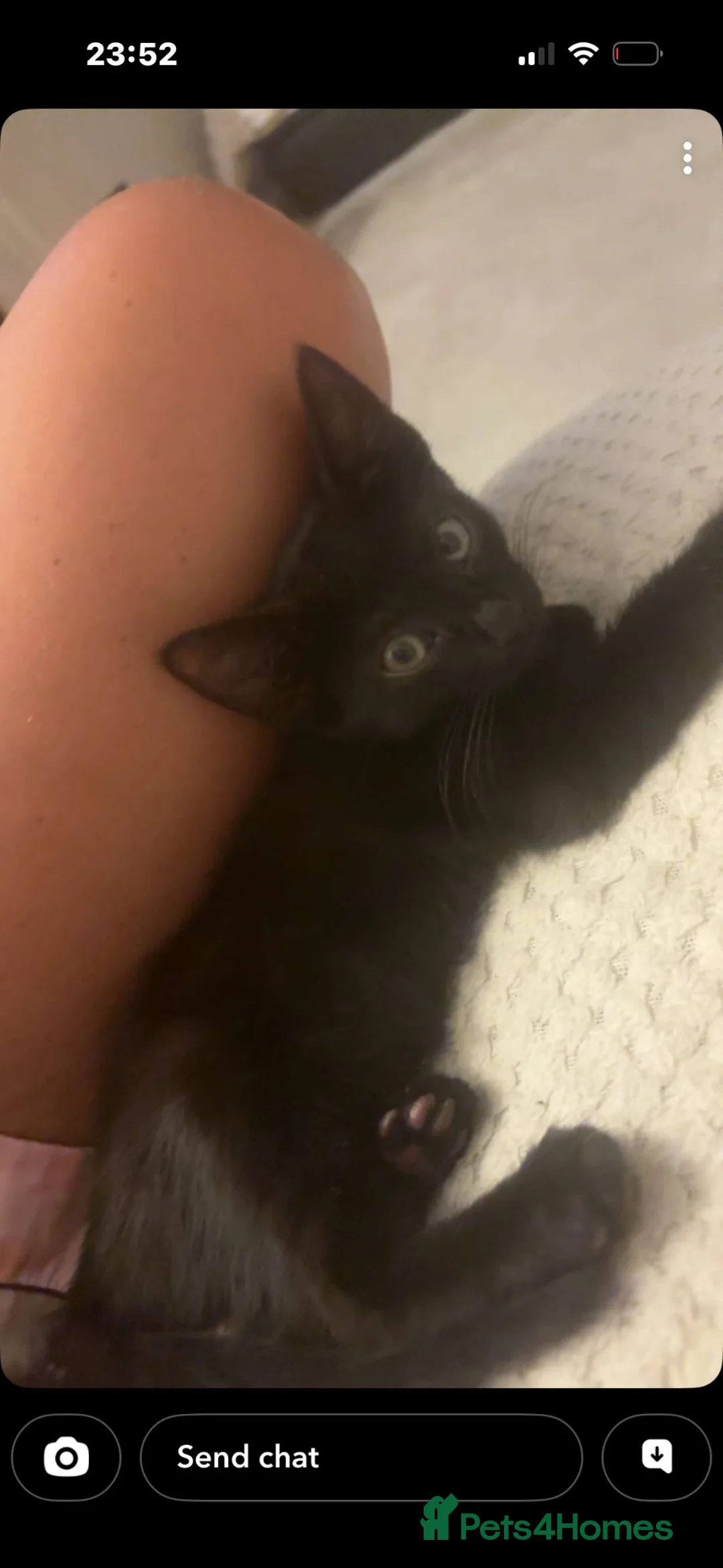 Mixed Breed cats for sale: Full black half snow Bengal kitten - Advert 1