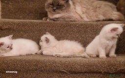 Ragdoll cats for sale: Beautiful kittens  - Image 3