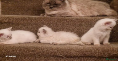 Ragdoll cats - Advert 5