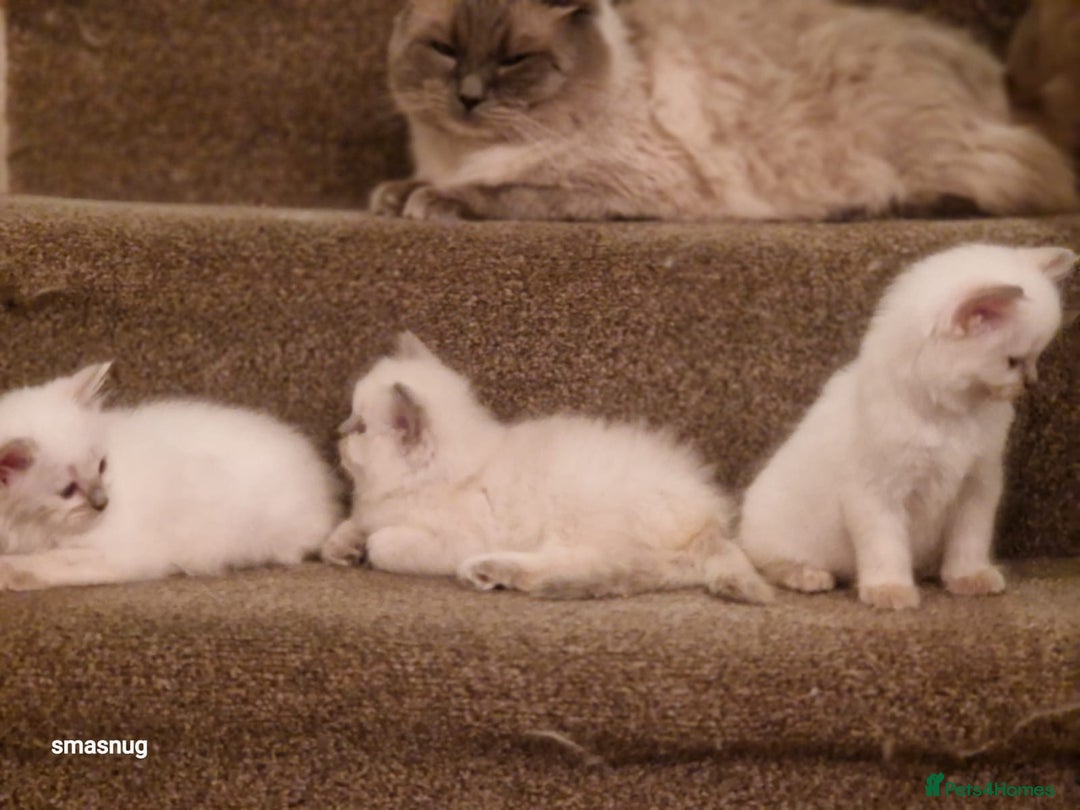 Ragdoll cats for sale: Beautiful kittens  - Image 3