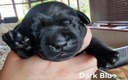 Labrador Retriever dogs for sale: Labrador Retriever Puppies - Image 13