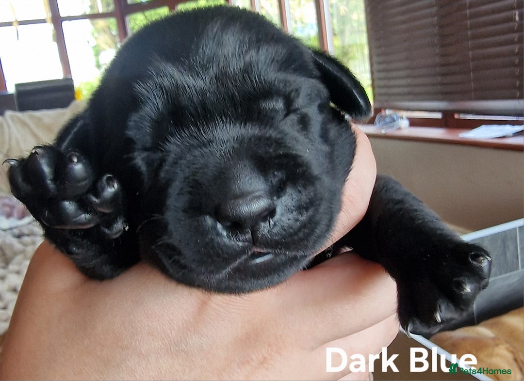 Labrador Retriever dogs for sale: Labrador Retriever Puppies - Image 13