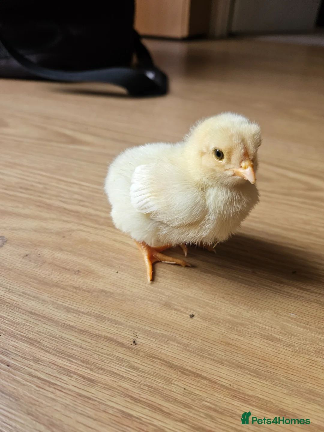 Chickens poultry for sale: Leghorn hatching eggs in Wisbech - Advert 4