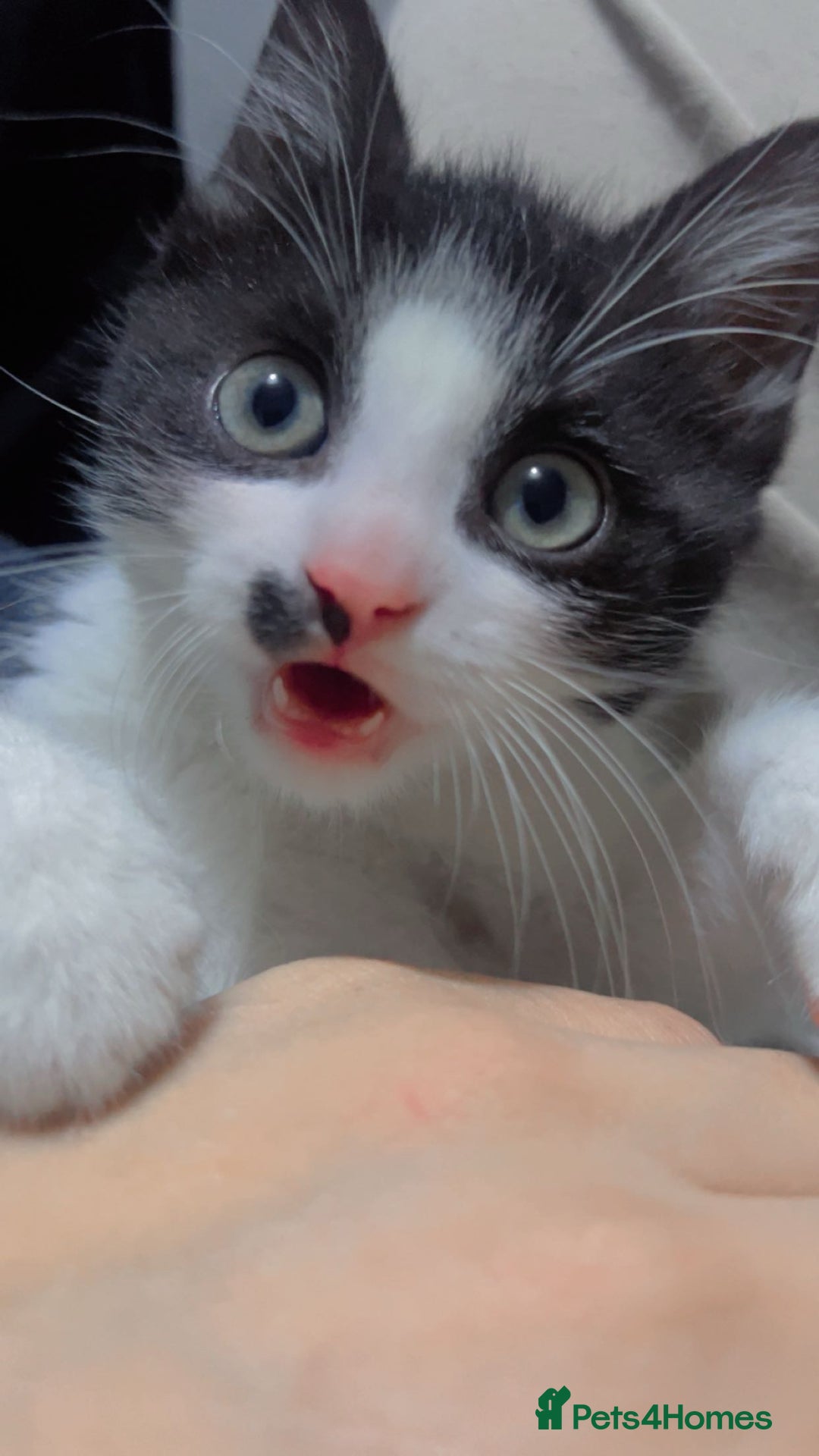 British Shorthair cats for sale: 11 Week Old Male Kitten Black & White Shorthair - Advert 7