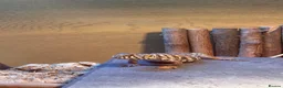 Lizard reptiles for sale: Uromastyx ornata in Southampton - Advert 1