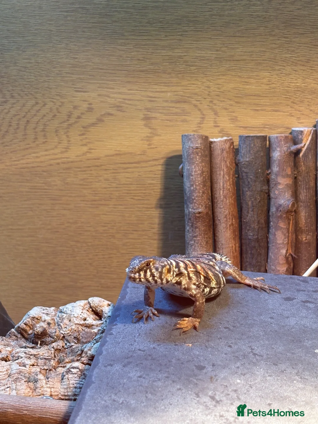 Lizard reptiles for sale: Uromastyx ornata in Southampton - Advert 1