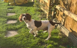 English Springer Spaniel dogs for sale: English working Springer Spaniel puppies for sale  - Image 25