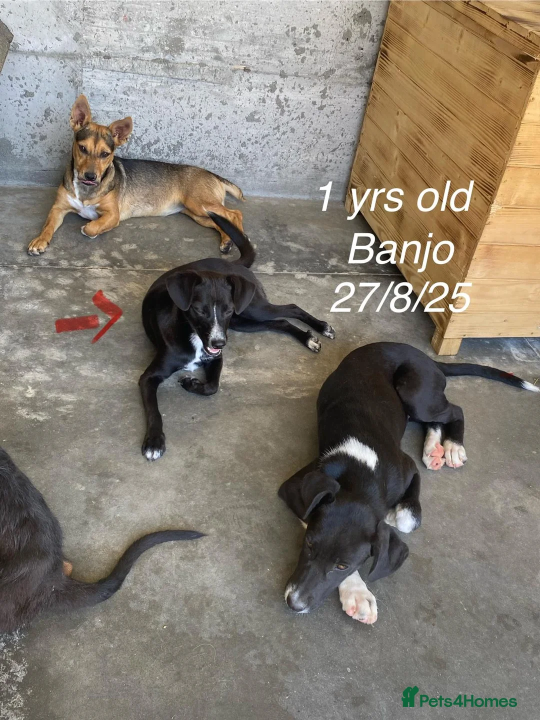 Mixed Breed dogs for adoption: Banjo, 1 yr approx. Available for adoption. - Advert 13