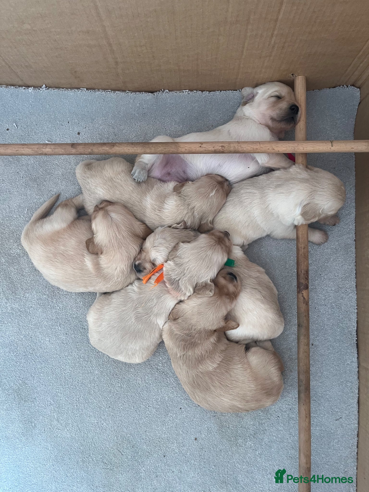 Golden Retriever dogs Golden Retrievers pure breed puppies - Advert 13