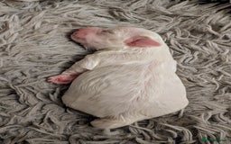 Maltese dogs for sale: Maltese male - Image 6