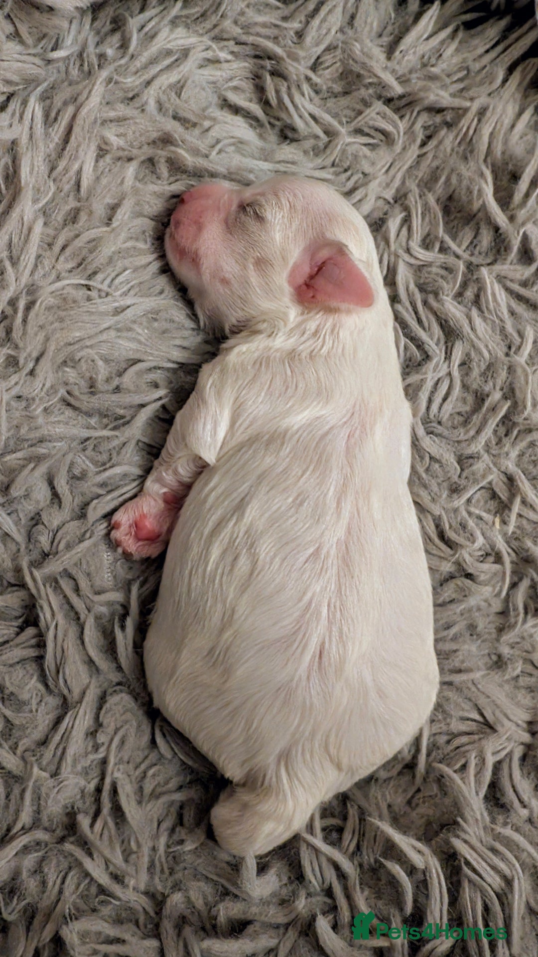 Maltese dogs for sale: Maltese male - Image 6