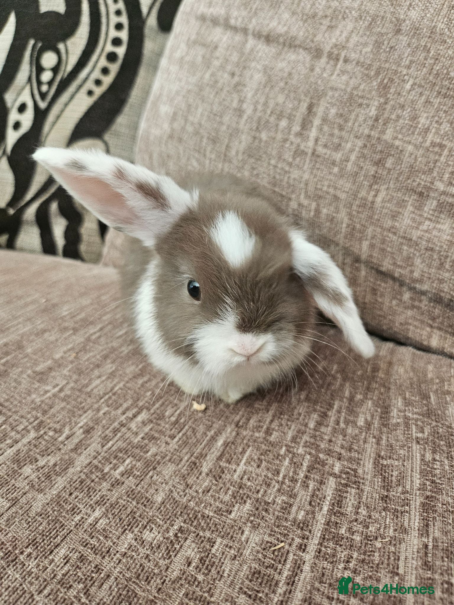 Mini Lop rabbits Mini Lops for Sale - Advert 9