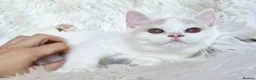 British Shorthair cats for sale: Gorgeous British shorthair kittens  - Advert 19