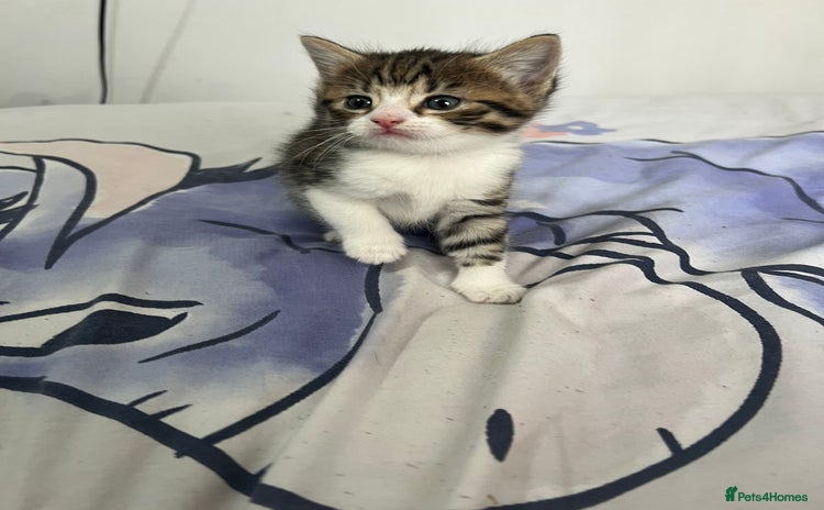 Domestic Shorthair cats - Advert 1