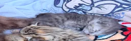 Mixed Breed cats for sale: Blue tabby mix  - Advert 3