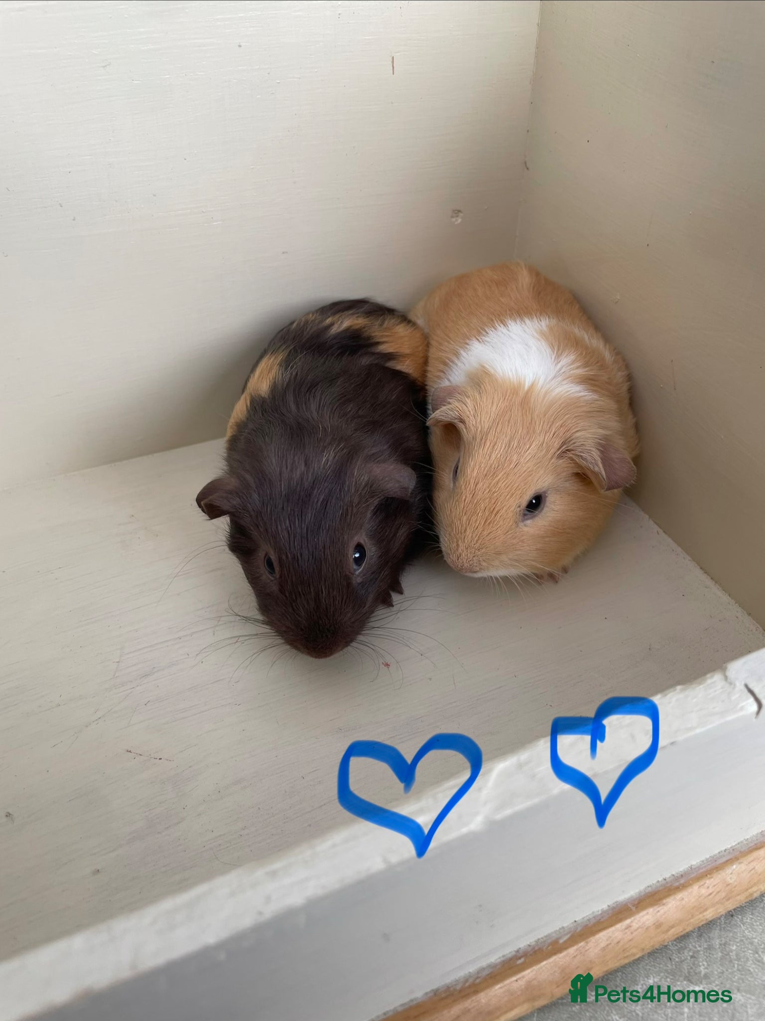 Guinea Pig rodents for sale:  Smooth and Funky Guinea Pigs.  - Advert 1