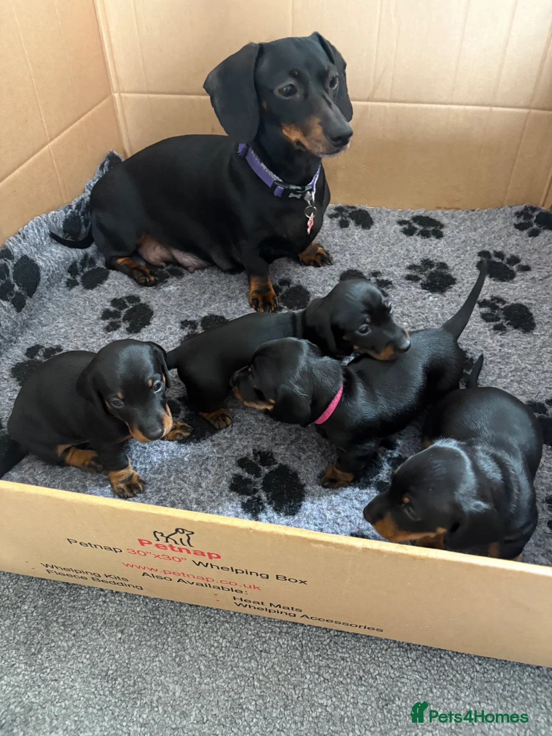 Miniature Dachshund dogs for sale: Black and tan miniature dachshund puppies   - Advert 1
