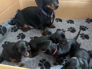 Miniature Dachshund dogs Black and tan miniature dachshund puppies - Advert 6