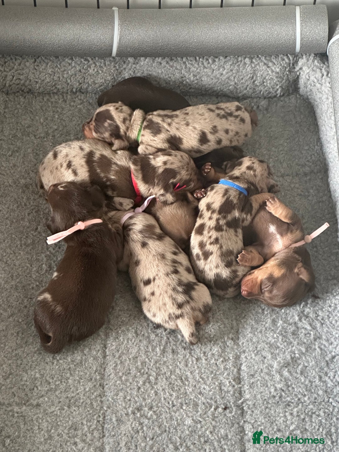 Miniature Dachshund dogs for sale: Smooth haired Miniature Dachshund - Image 2