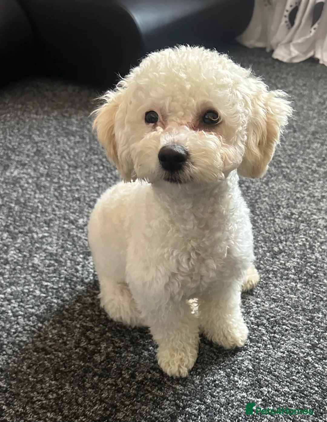 Poochon dogs for sale: Rikoo - Advert 14