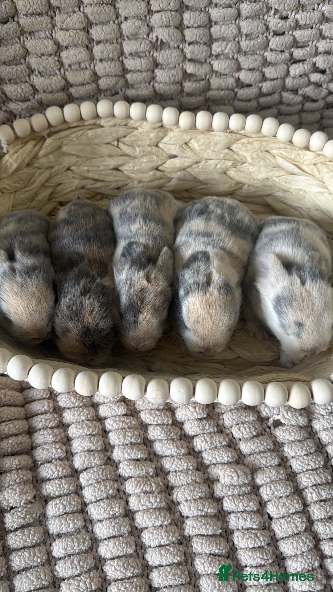 Mini Lop rabbits for sale: ✨ Beautiful Lops ✨  - Advert 9