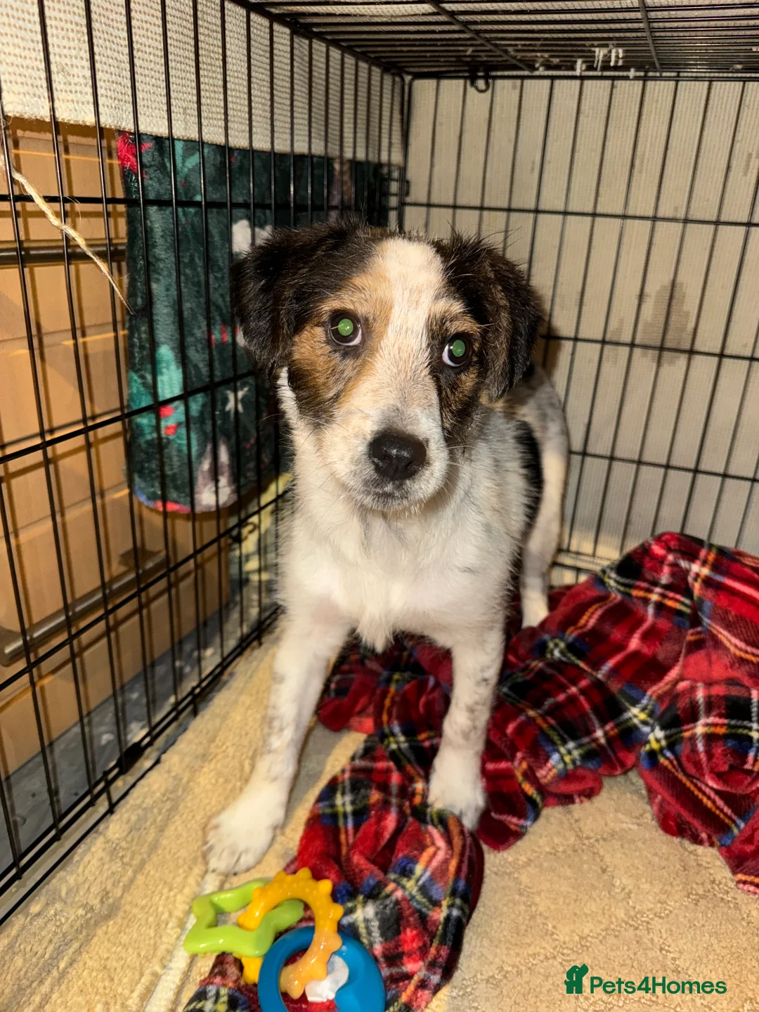 Mixed Breed dogs for sale: CockerJack for sale - Advert 4